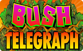 bush-telegraph