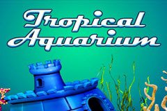 tropical-aquarium