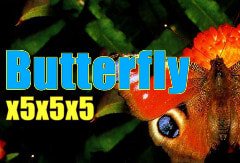 butterfly