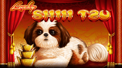 lucky-shihtzu