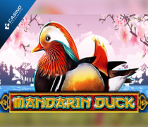 Mandarin Duck